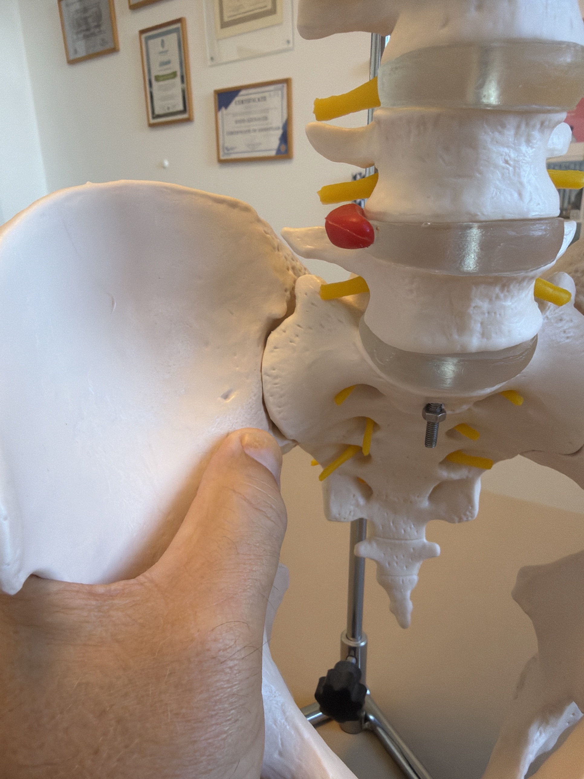 Behandlungsraum für Beckenchecken mit anatomischen Modellen